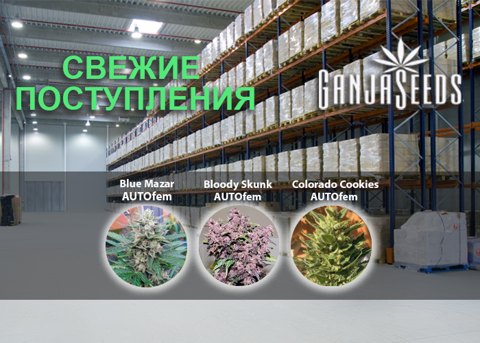 Масштабное обновление ассортимента в интернет магазине GanjaSeeds!