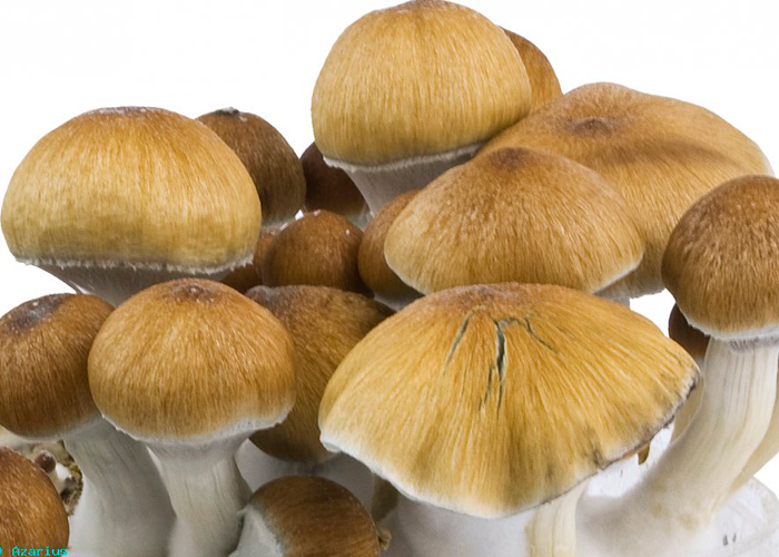 Сбор урожая