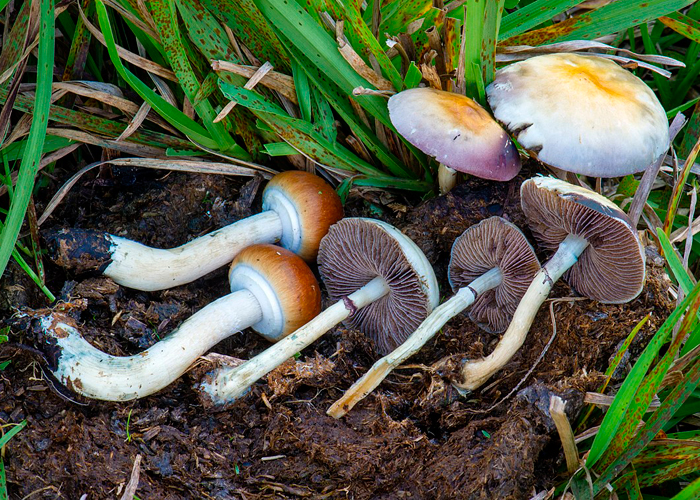 Всё, что вам нужно знать о Psilocybe cubensis
