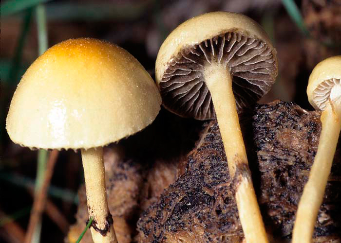 Stropharia semiglobata