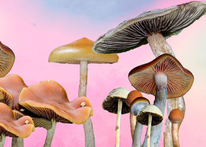 Всё, что вам нужно знать о Psilocybe cubensis
