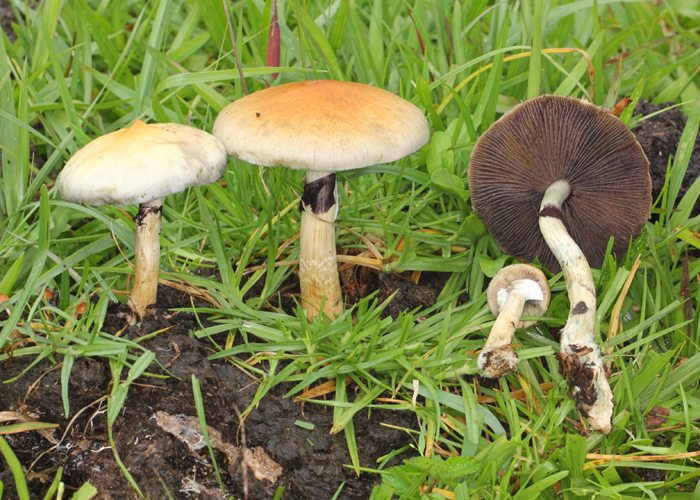 Выращивание на открытом воздухе