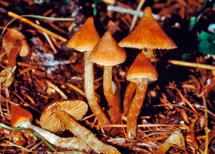 Почему стоит использовать «магические» экземпляры в кулинарии