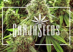 Регулярное получение шишек всего за 200 рублей