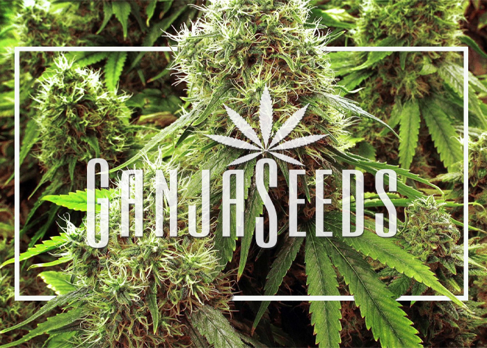 Регулярное получение шишек всего за 200 рублей