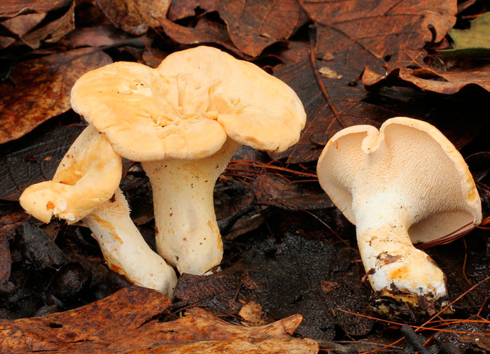 Ежовик жёлтый (Hydnum repandum)