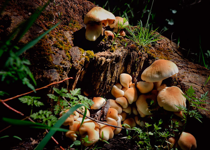 Что такое «wood-lovers paralysis»?