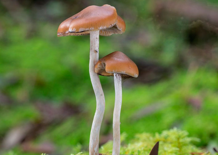 Необычное влияние псилоцибиновых грибов на организм человека