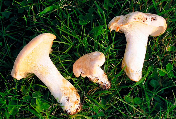 Ежовик жёлтый (Hydnum repandum)