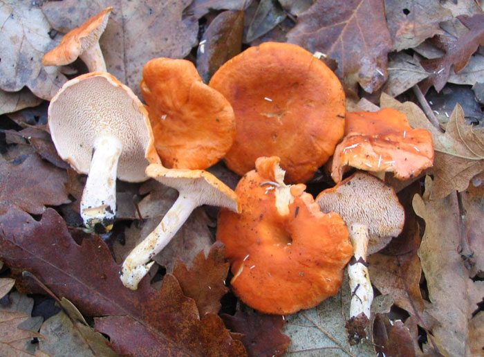 Ежовик жёлтый (Hydnum repandum)