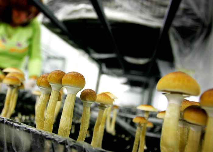 Перспективы изучения проблемы