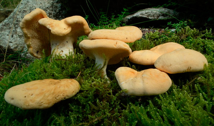 Ежовик жёлтый (Hydnum repandum)