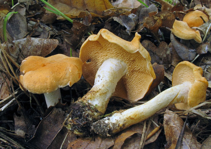 Ежовик жёлтый (Hydnum repandum)