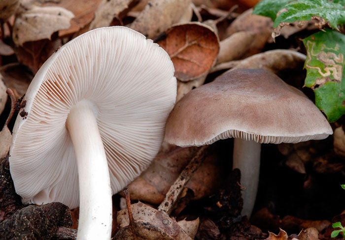 Плютей олений (Pluteus cervinus)