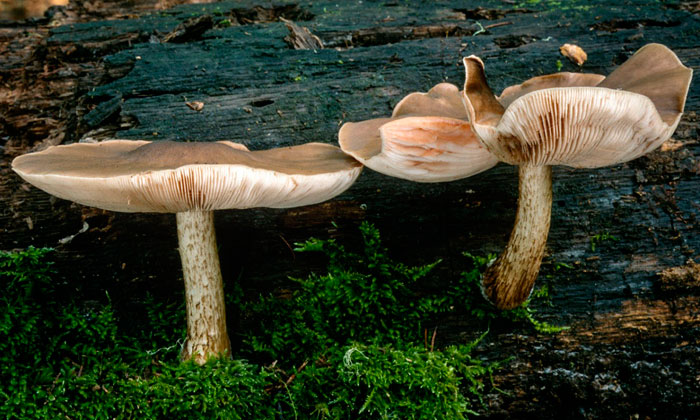 Плютей олений (Pluteus cervinus)