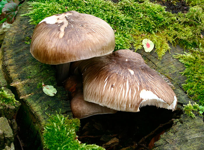 Плютей олений (Pluteus cervinus)