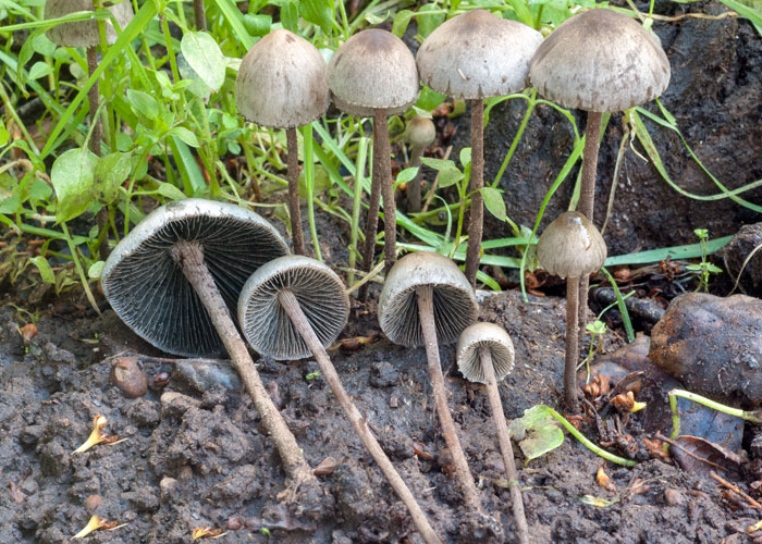 Панеолус колокольчатый (Panaeolus campanulatus)