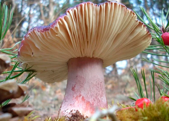 Съедобные грибы