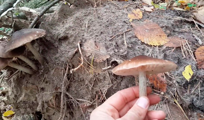 Плютей олений (Pluteus cervinus)