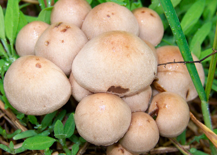 Панеолус мотыльковый (Panaeolus papilionaceus)