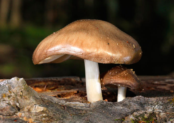 Плютей олений (Pluteus cervinus)
