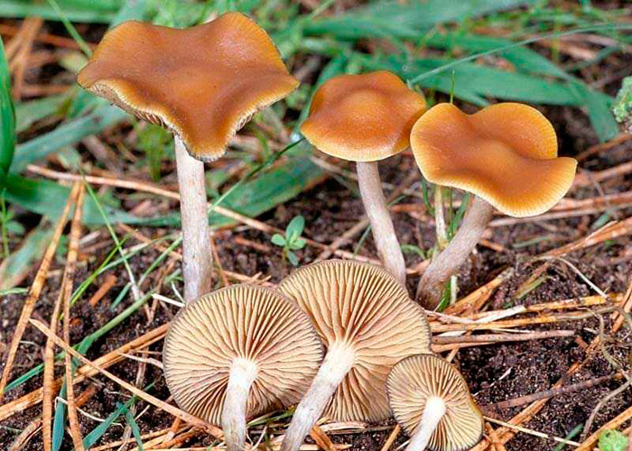 Где растет синеющий грибочек?