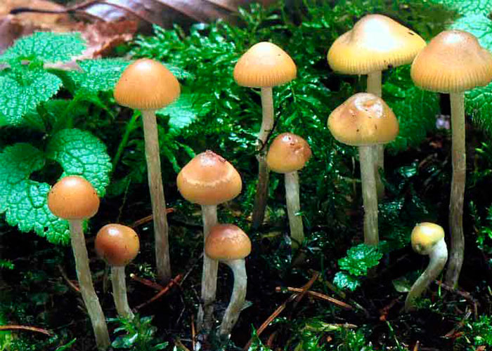 Псилоцибе чешская