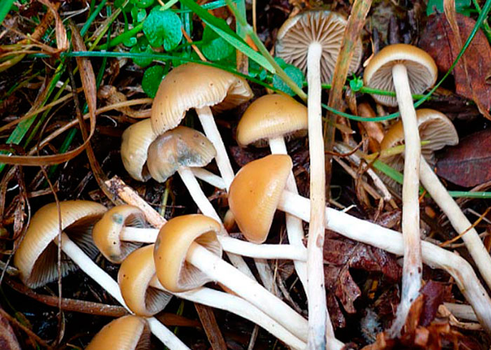 Место и время произрастания Psilocybe bohemica