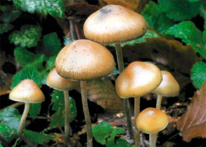 Псилоцибе чешская