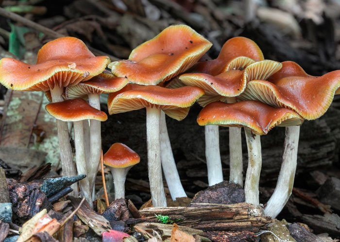 Псилоцибе синеющая