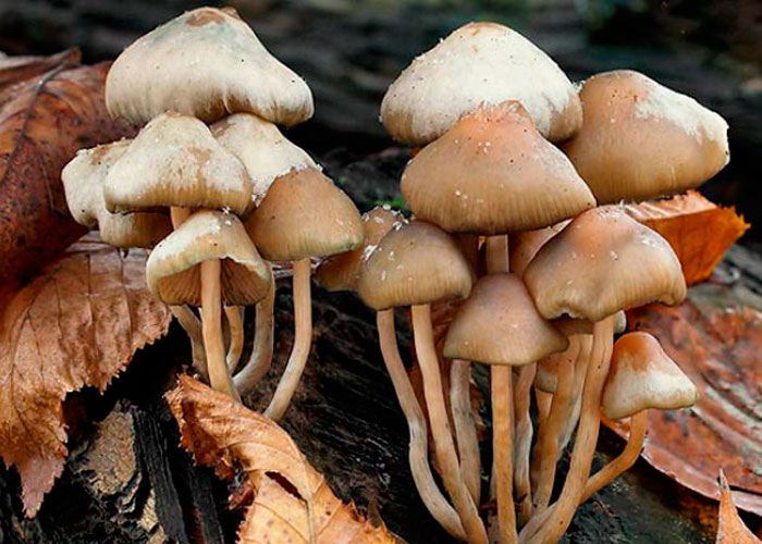 Псилоцибе чешская и псилоцибе синеющая