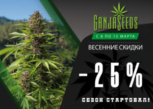 GanjaSeeds, GanjaVIP и Gribo4ek предлагают встретить весну вместе!
