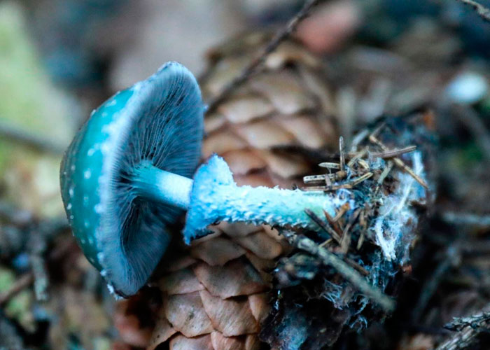 Психоактивность тройшлинг ярь-медянкового