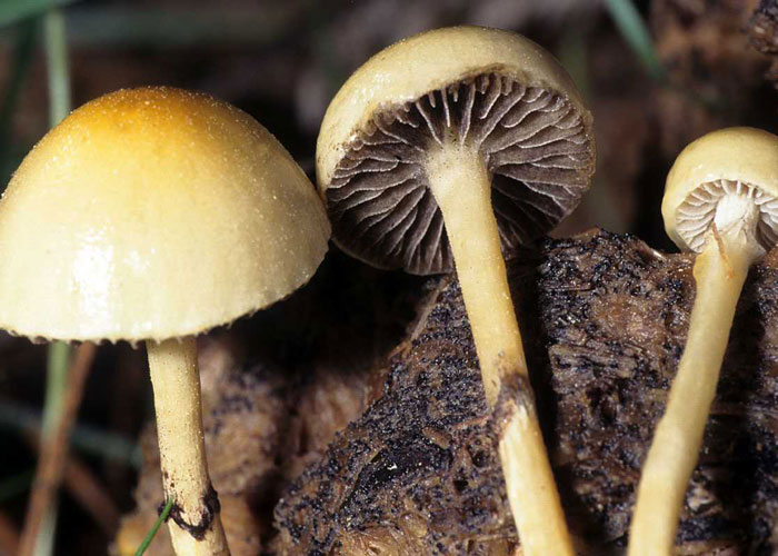 Stropharia semiglobata
