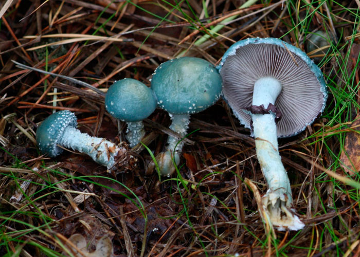 Тройшлинг ярь-медянковый