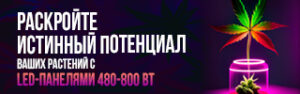 с LED-панелями 480-800 Вт