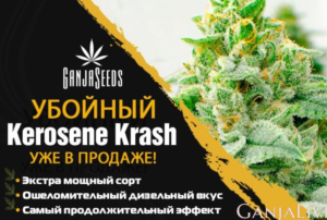 Kerosene Krash feminised