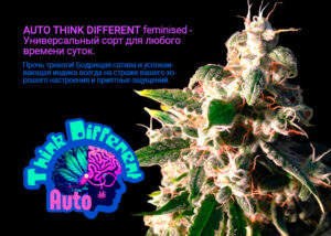 Auto Think Different feminised