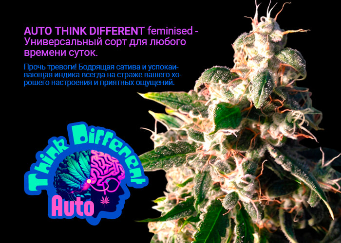 Auto Think Different feminised