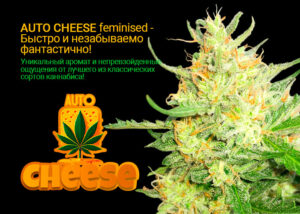 Auto Cheese feminised