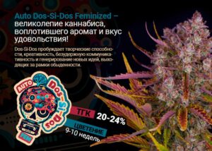 Auto Dos-Si-Dos