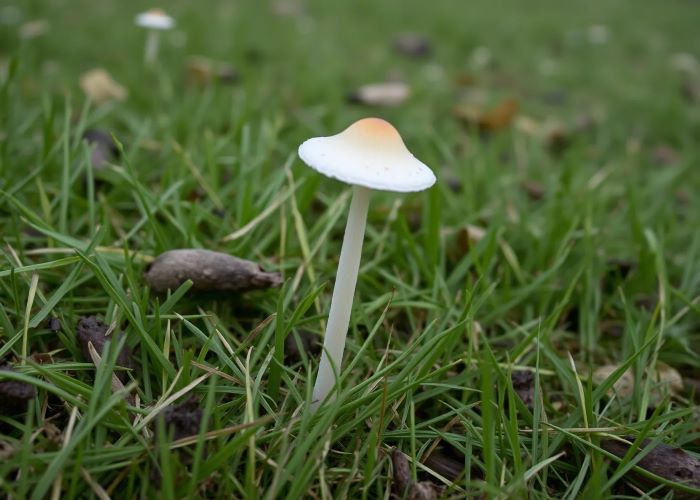 Blue Meanies: Тропический заряд